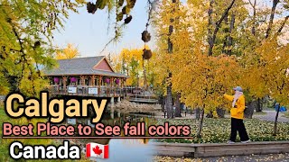 Fall in Calgary 2024  Best place to see fall colors in Calgary Alberta Canada Calgary Alberta [upl. by Amarette564]