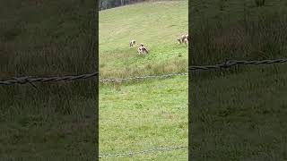 Les vaches ferrandaises au pré [upl. by Chaffee592]