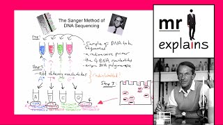 mr i explains The Sanger Method of DNA Sequencing [upl. by Grega]