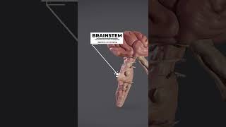 Parts of brain Part 1 brain medical [upl. by Demmahom]