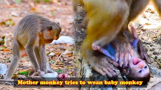 Heartbreaking The mother monkey tried every way to wean the baby monkey and the baby monkey cried [upl. by Godden]