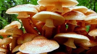 Grzyby Opieńka miodowa i opieńka ciemna  Armillaria mellea et Armillaria solidipes [upl. by Cyrille]