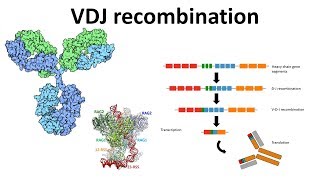 VDJ recombination overview  Generation of antibody diversity  Antibody diversity mechanism  VDJ [upl. by Emlyn]