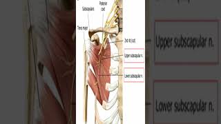 Anatomy Teres Major Muscle Shorts [upl. by Eeclehc]