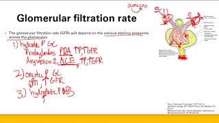 Glomerulus physiology  Renal system  Step 1 Simplified [upl. by Ynej]
