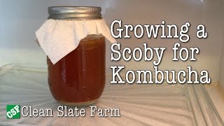 How to grow a Scoby for Kombucha [upl. by Ysus]