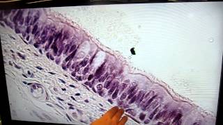 AampP1 Lab3 pseudostratified columnar epithelium [upl. by Horner]