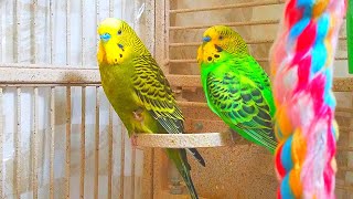 3 Hr Budgies Chirping Talking Singing Parakeets Sounds Reduce Stress  Relax to Nature Bird Sounds [upl. by Durrell650]