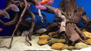 ELLIOTI CICHLID PAIR WITH THEIR BABIES  12817 [upl. by Honeywell]