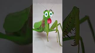 Praying Mantis vs Cricket Epic Insect Showdown mantis funny insects [upl. by Joby]