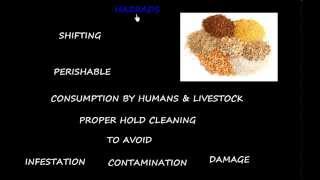 Cargo work  Basic Concepts of Grain loading [upl. by Sulienroc225]