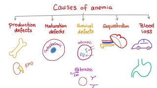 Anemia  Causes and Mechanisms  Fatigue and Pallor  Hematology Series [upl. by Liv]