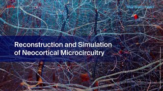 Reconstruction and Simulation of Neocortical Microcircuitry [upl. by Proudman]