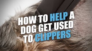 How To Help A Dog Get Used to Clippers [upl. by Odranar]