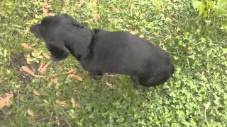 Dachshund with hip dysplasia [upl. by Adneram]