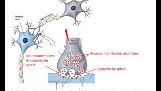 Microscopische bouw en werking van het brein [upl. by Weidman]