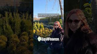 Туя кулька  Мірьям shorts garden autumn november plants landscape landscapeing [upl. by Nedyrb976]