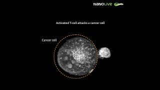 Activated T cell attacks a cancer cell [upl. by Eniger]