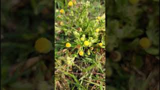 Pulicaria species Asteraceae family [upl. by Worlock]