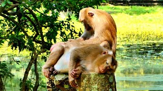 Wow Amazing Abandoned old Monkey came make relationship and grooming with Monkey Ashley [upl. by Lobiv959]