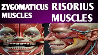 How the Zygomaticus and Risorius Muscles Shape Your Smile [upl. by Adnuhsat]