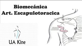 Biomecanica Articulacion Escapulotoracica [upl. by Tadashi]