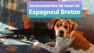 Los inconvenientes de tener un Espagneul Breton [upl. by Acinorahs583]