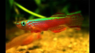 APHYOSEMION STRIATUM  A COLORFUL KILLIFISH [upl. by Eugeniusz60]