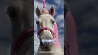 essa menina viveu algo mágico curiosidade cavalos unicornio viralvideo shorts criançasfadas [upl. by Driscoll500]