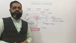 Malpighian tubules English medium profmasoodfuzail  Excretion in Cockroach malpighiantubules [upl. by Piefer]