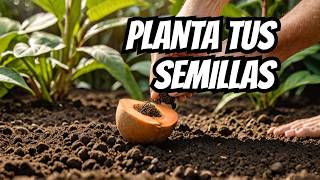 Como germinar y plantar semillas de Zapote Mamey [upl. by Willamina]