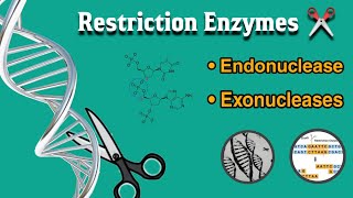 What is restriction enzymes  endonuclease and exonucleases  uses  in Hindi [upl. by Miehar122]