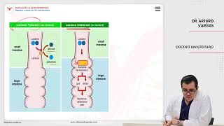 VILLAMEDIC  Fisiología gastrointestinal Digestión y absorción [upl. by Nevuer]