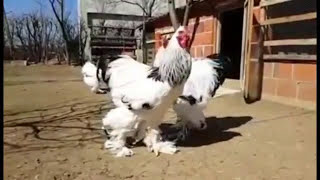 دجاج البراهما الأصلي an original brahma chicken [upl. by Ydnec]