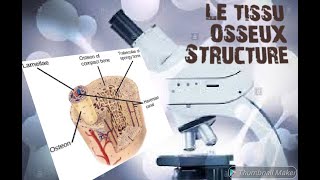 LE TISSU OSSEUX Structure histologique [upl. by Eixirt]