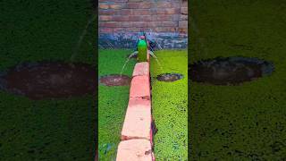 azolla and duckweed farming at home roof top azolla free feed for chickens and fish  azollapk [upl. by Duomham653]