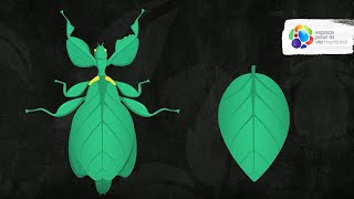 How have leaf insects developed their amazing camouflage [upl. by Bravin]