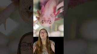 What is an AXOLOTL Crazy endangered species EXPLAINED animalfacts [upl. by Helman373]