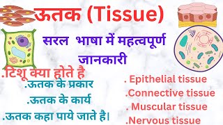 ऊतक  Tissue  Type of tissue  science  biology  tissue in hindi  Epithelial tissue function [upl. by Nirra]