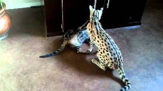 Savannah Serval vs Bengal [upl. by Odnalro]