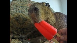 Capybara eating an Ice Pop [upl. by Lim11]