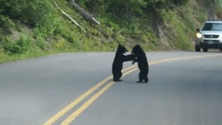 Bear Cubs Play in the Road  Too Cute [upl. by Akiraa]