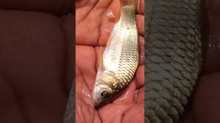 Amur common carp pond bottom level fish fish short viral [upl. by Tamis607]