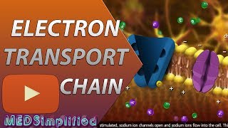 Electron Transport Chain ETC Made Easy [upl. by Ellives]