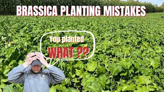 Top 5 brassica planting mistakes [upl. by Atiuqin]