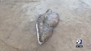 Mystery goo creatures washing ashore at Fern Ridge Lake [upl. by Ellersick249]