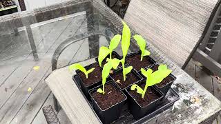 Grow Canna Lilies from Seed [upl. by Emelen]