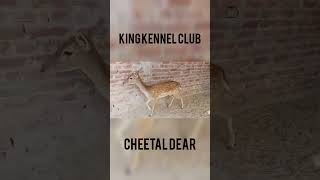 Cheetal dear the king kennel club contact  03005558874 [upl. by Erich7]