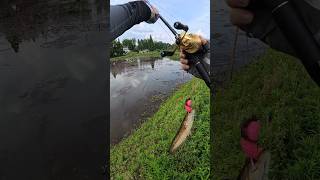 Fake lure fishing by catching huge snakehead huntingWait for the resultfishingwithmasud lure [upl. by Peter]