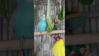 Happy Parakeets Singing Playing Eating Budgies Chirping Reduce Stress of lonely Birds Video shorts [upl. by Eniruam]